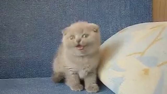 Шотландская вислоухая нежная лиловая кошечка смотреть онлайн