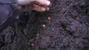 Как на зиму сажать лук севок Сад и огород выпуск 079