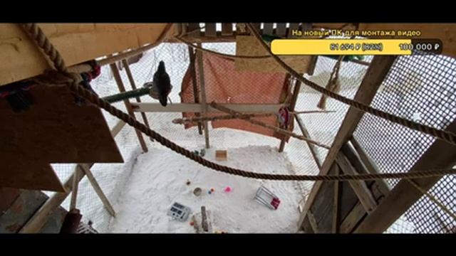 Что делает ворон, когда сидит один смотреть онлайн