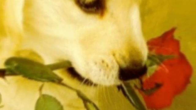 John Lennon- Imagine Panflute, Gheorghe Zamfir смотреть онлайн