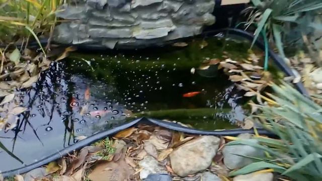 Фонтанчик аквариум))) смотреть онлайн