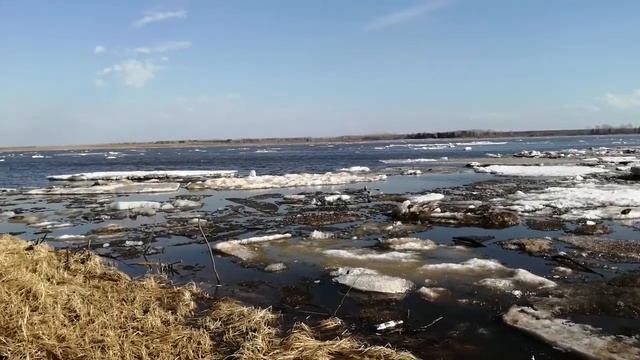 #природароссии #живаяприрода #собака