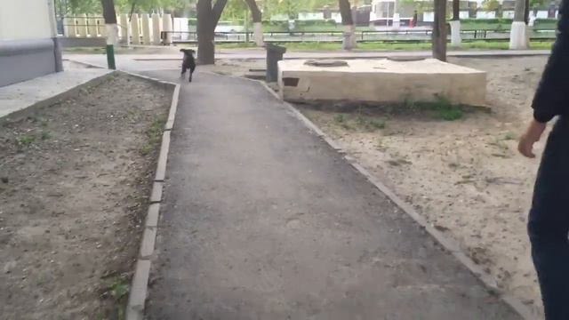 Тайсон на прогулке, счастью нет предела 😅 смотреть онлайн