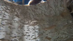 малек радужной форели