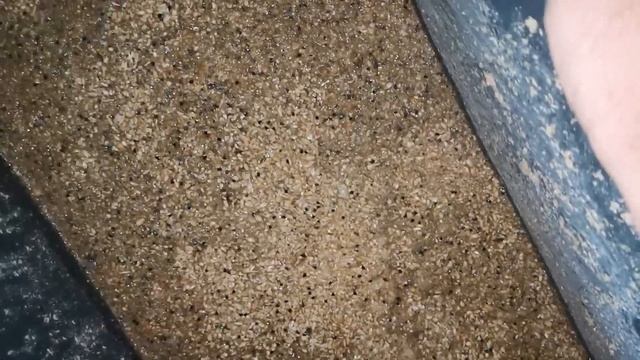 Чем кормлю всю Птицу моя мешанка смотреть онлайн