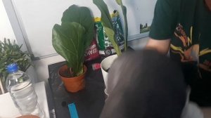 ПЕРЕСАДКА РОСТКОВ ФИКУСА ЛИРАТА.