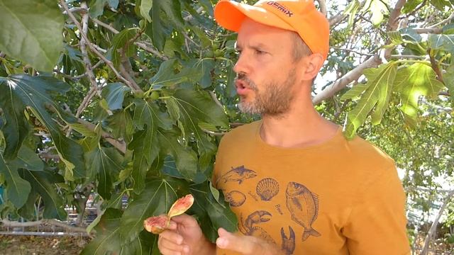 Сколько ос в инжире? Три легенды про инжир.