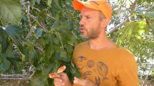 Сколько ос в инжире? Три легенды про инжир.