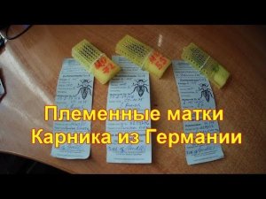 Племенные матки Карника ИО из Германии от С. Рауш