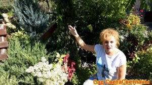 Хвойные.Готовим к зиме. Уход за хвойными осенью.Красивый сад.Ландшафтный дизайн  своими руками. Дач