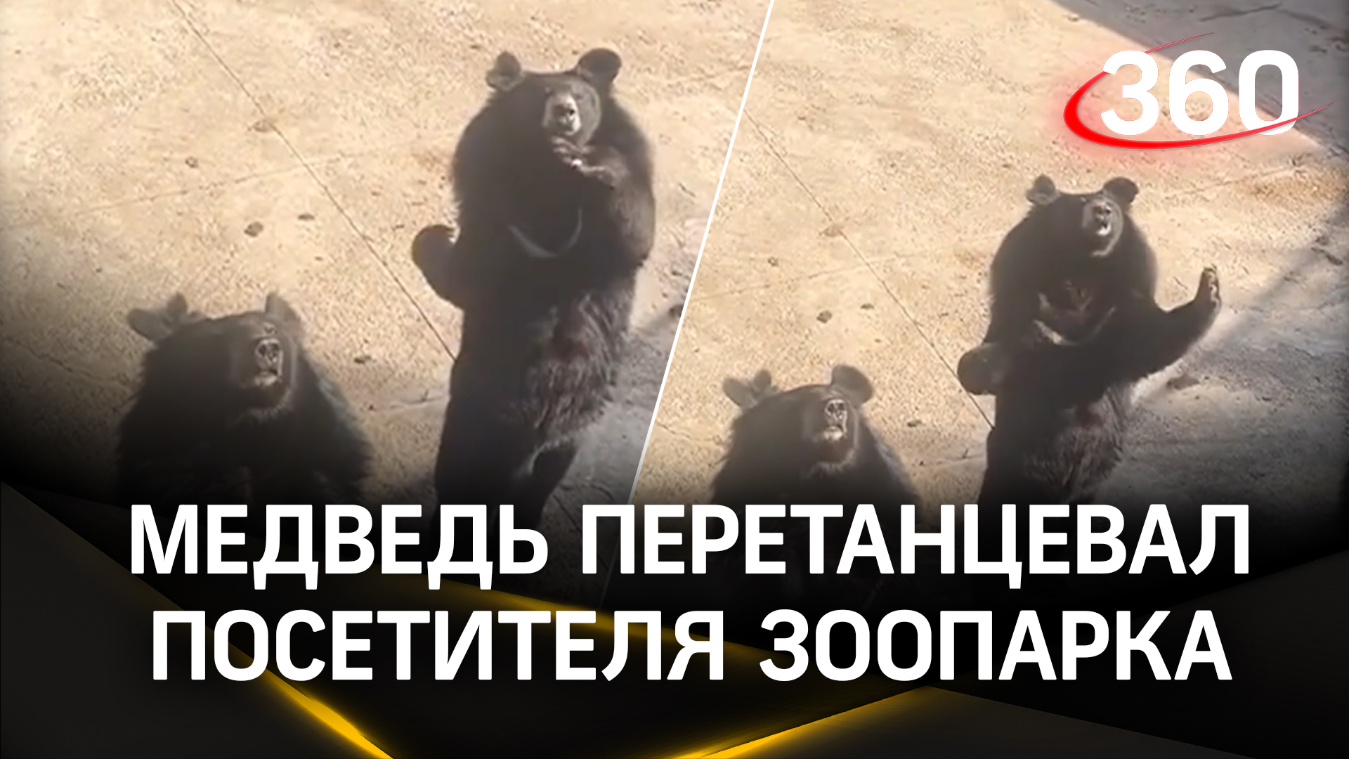 Медведь запустил тренд в TikTok: косолапый перетанцевал посетителя зоопарка в Китае