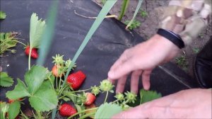 Капельный полив. Замена стартового крана и капельной ленты.