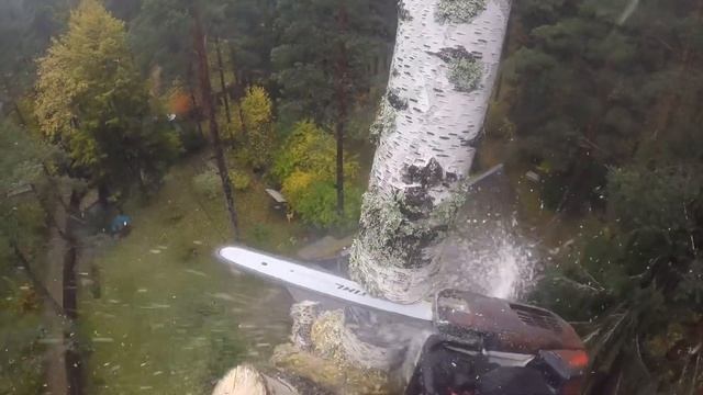 Самые интересные моменты в удалении берёзы с завешиванием частей! Спил и обрезка деревьев СПб и ЛО.