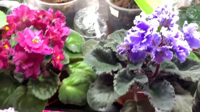 Очень легко зацветают зимой фиалки !!КАК КРАСИВО ЦВЕТУТ ФИАЛКИ смотреть онлайн