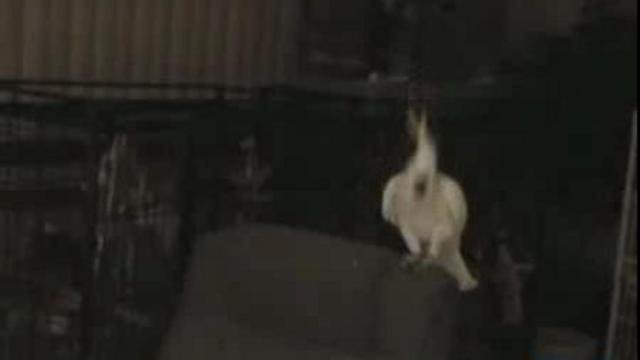 кан кан