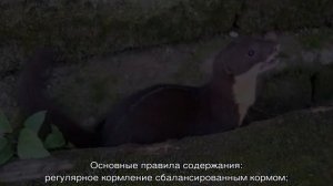 Ласка домашняя — породы, особенности содержания