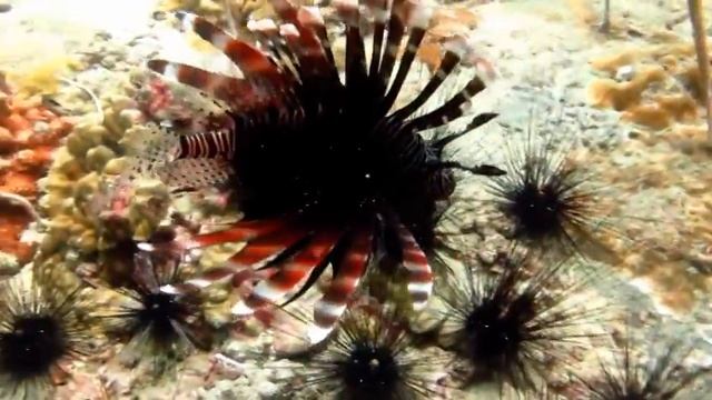 Я плаваю вместе с рыбами смотреть онлайн