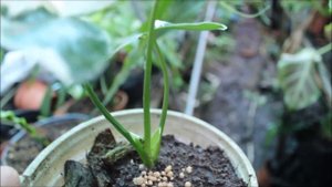 Alocasia mickey mouse