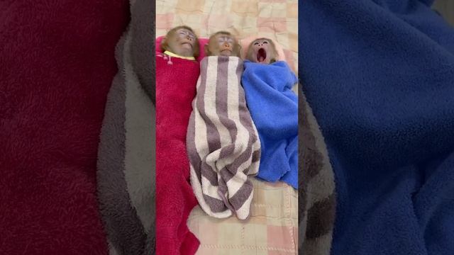 Обезьянки