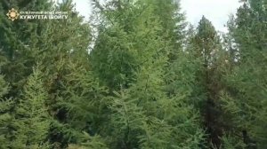 дерево жизни