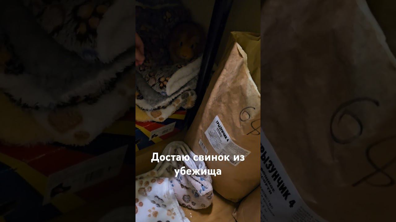 Достаю свинок из убежища #морскиесвинки #морскаясвинка