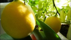 Дачники 9 11 2016 Лимоны, лаймы, мандарины, урожай на подоконнике