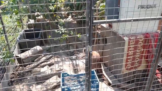 03.07.22. утро. хулиган Михо и так далее... смотреть онлайн