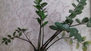 Долларовое  дерево.