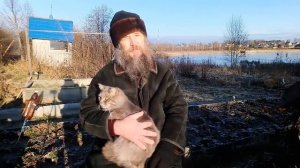 Куда уходит душа животных следите за котом