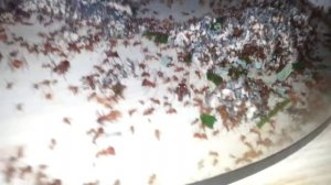 Система фермы Atta Cephalotes \ Муравей-листорез