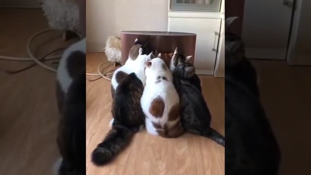 Коты у обогревателя