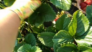 СИРИЯ- клубника для гурманов.