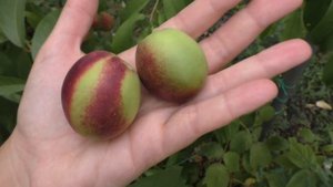 Нектарины из косточки