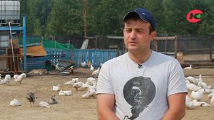 Птичий двор