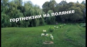 Обзор гортензий на полянке. август 2023 цветение красавиц!