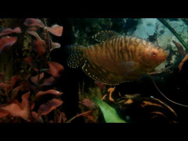 🌊Кусочек океана... Аквариумная жизнь / Peace of the Ocean... aquarium life