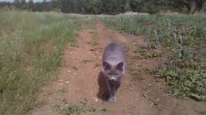 Кошка ходит за хозяйкой . Cat walks in the forest .
