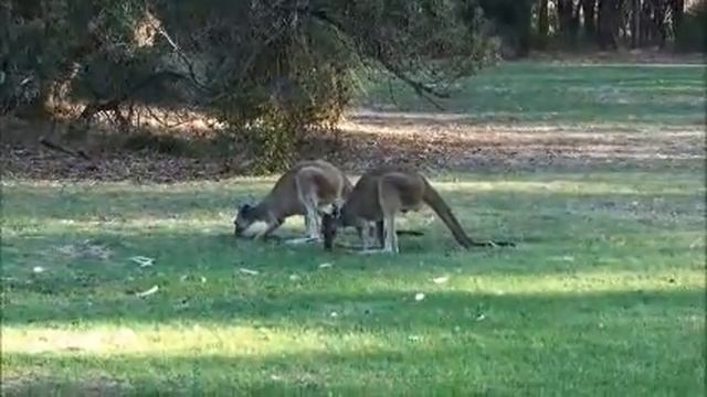 29 ЯНВАРЯ 2013 WESTERN AUSTRALIA смотреть онлайн