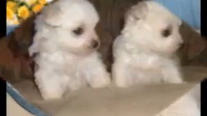 Foto gambar anak anjing Maltese