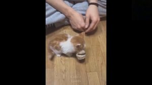 Приколы с котиками. Котики #110