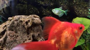 ОФИСНЫЙ АКВАРИУМ водорослееды справились с чёрной бородой