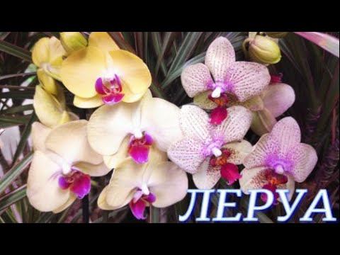 №529/ СВЕЖИЕ орхидеи в ЛЕРУА МЕРЛЕН.  Кактусы.