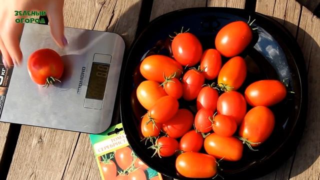ЗАСОЛОЧНЫЕ сорта томатов для выращивания в открытом грунте! Советы от ЗЕЛЕНОГО ОГОРОДА! смотреть онлайн