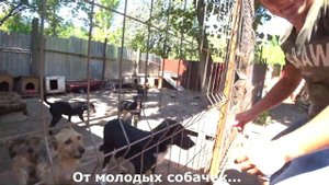 Новый дом для бездомных животных. Спас от зимних морозов. Благодарные бездомные животные