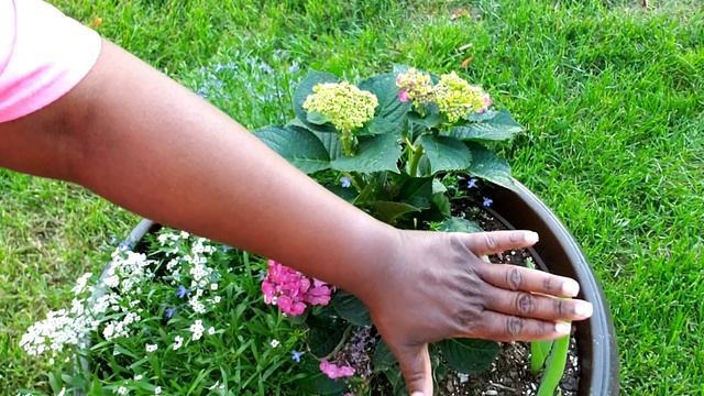 HOW TO PRUNE ENDLESS SUMMER HYDRANGEAS TO INCREASE BLOOMS || GARDEN QUEEN смотреть онлайн
