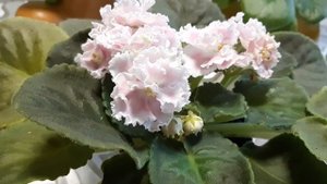 ЕК- ПРЕКРАСНАЯ ГАЛАТЕЯ