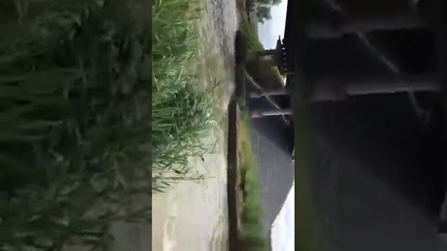 Куча рыбы в реке Маныч ростовской области. Ловите рыбу руками. Толстолобик прибыл к шлюзам дамбы.
