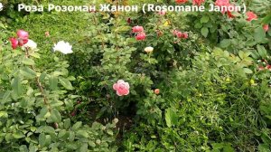 КУСТОВЫЕ РОЗЫ Розоман Жанон и Шато де Вертой от Massad. Удивят всех соседей!