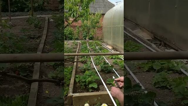 Автоматизация полива. Вечный  капельный  полив прикорневой зоны.
