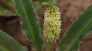 цветок Эукомис  - ананасная лилия.